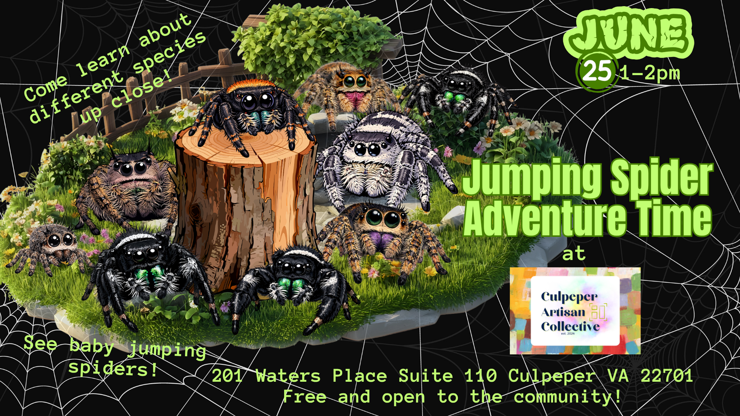 Jumping Spider Adventure Time