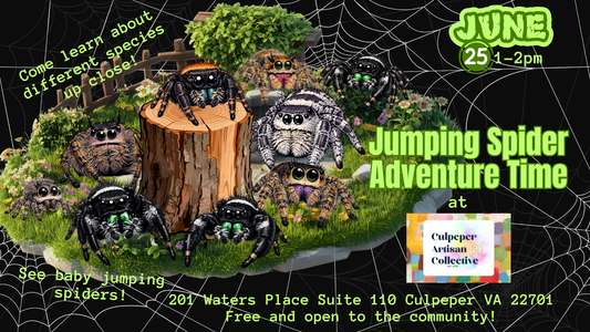 Jumping Spider Adventure Time