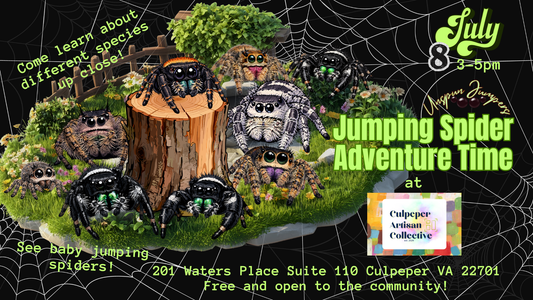 Jumping Spider Adventure Time